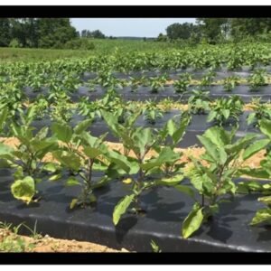 SIDDHI PLASTIC MULCHING FILM/ MULCHING PAPER 1000MM (WIDTH- 3.25 FOOT) LENGTH 400 METER