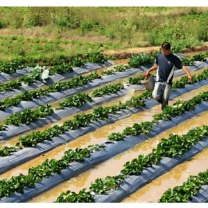 SIDDHI PLASTIC MULCHING FILM/ MULCHING PAPER (WIDTH- 4 FOOT) LENGTH 400 METER