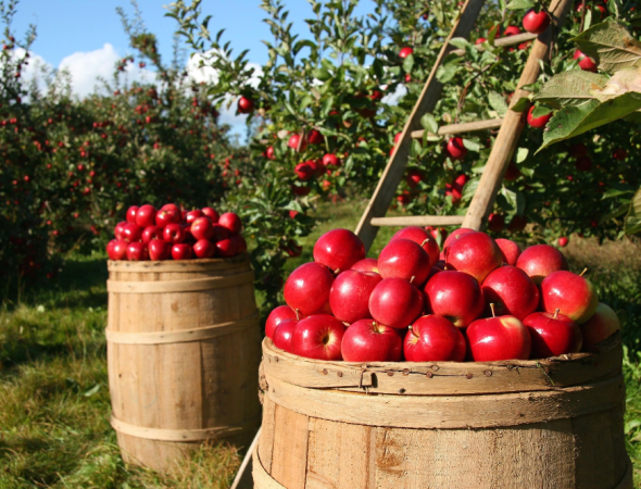 Organic Farming